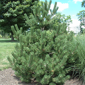 Plant Photo 6