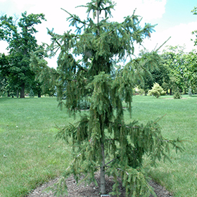 Plant Photo 8