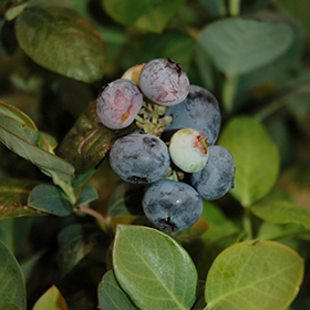 Peach Sorbet Blueberry (Vaccinium 'ZF06-043') in Salt Lake City 