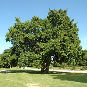 Plant Photo 10