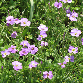 Plant Photo 9