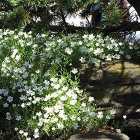 Plant Photo 8