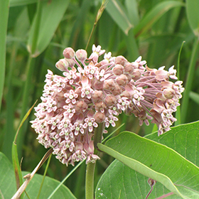 Plant Photo 6