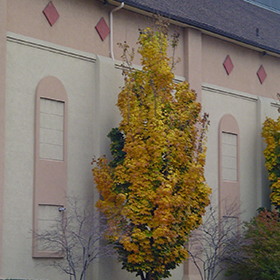 Plant Photo 7