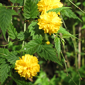 Plant Photo 4