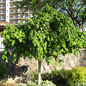 Plant Photo 1