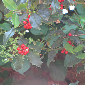 Plant Photo 5