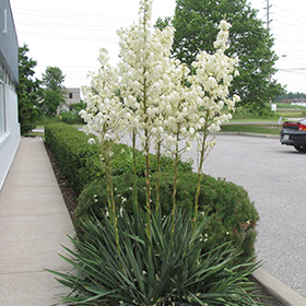 Plant Photo 4