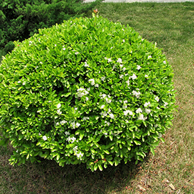 Plant Photo 8