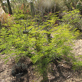 Plant Photo 2