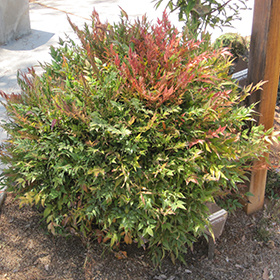 Plant Photo 6