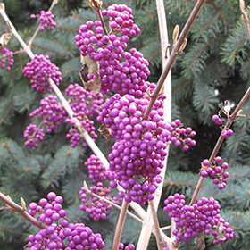 Plant Photo 3