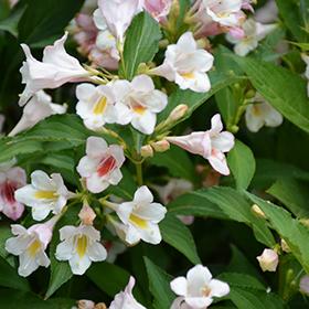 Plant Photo 2