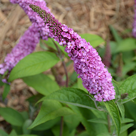 Plant Photo 5