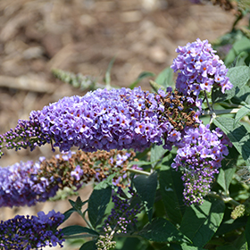 Plant Photo 1