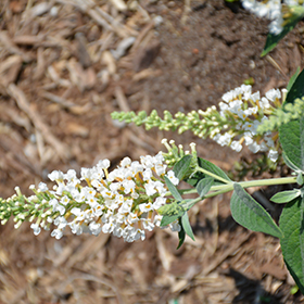 Plant Photo 10