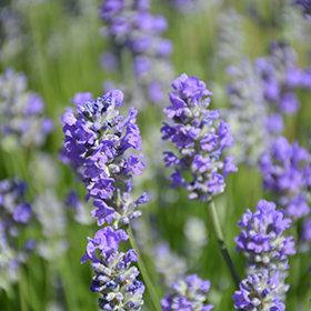 Plant Photo 3