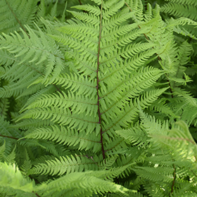 Plant Photo 6