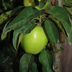 Plant Photo 2