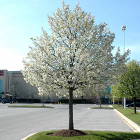 Plant Photo 1