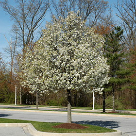 Plant Photo 7
