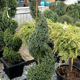 Plant Photo 1