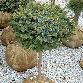 Plant Photo 4
