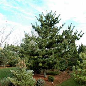 Plant Photo 8