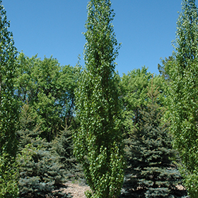 Plant Photo 1