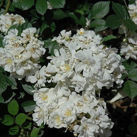 Plant Photo 7