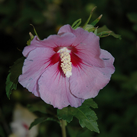 Plant Photo 3