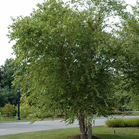 Plant Photo 3
