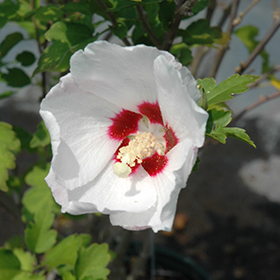 Plant Photo 4