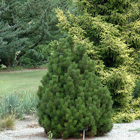 Plant Photo 10