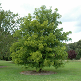 Plant Photo 5