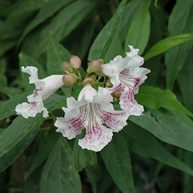 Plant Photo 2