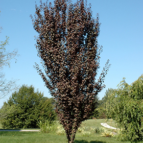 Plant Photo 5