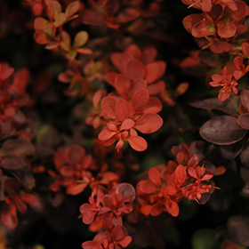 Plant Photo 10
