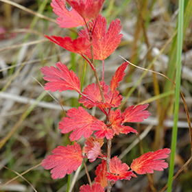 Plant Photo 4