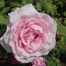 Plant Photo 10