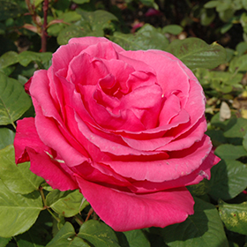 Plant Photo 10