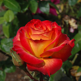 Plant Photo 4