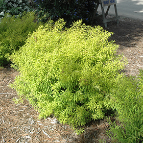 Plant Photo 1