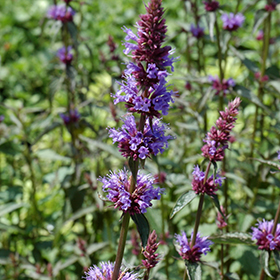 Plant Photo 3