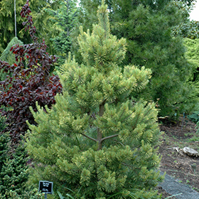 Plant Photo 1