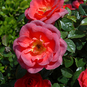 Plant Photo 1