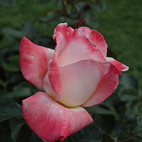Plant Photo 4