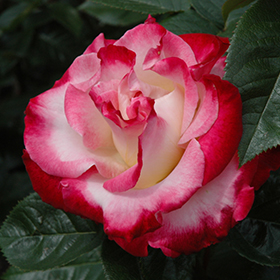 Plant Photo 2