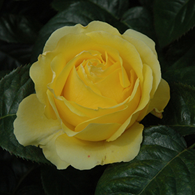 Plant Photo 8