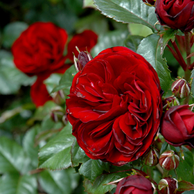 Plant Photo 5